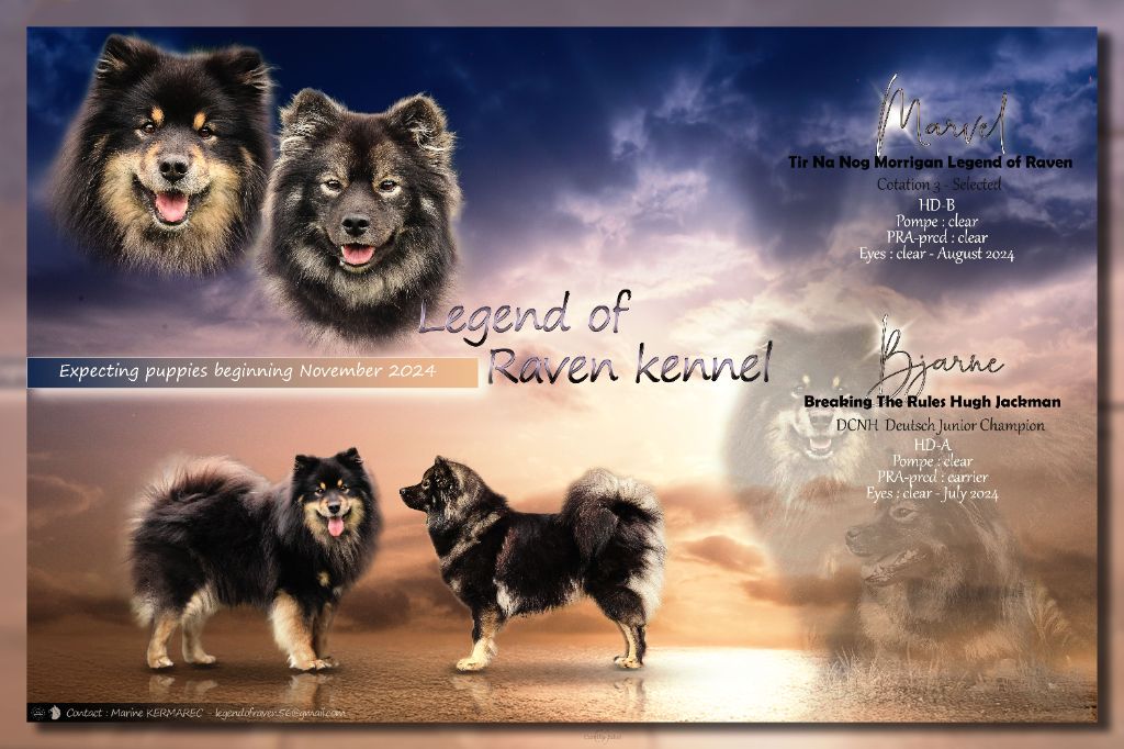 chiot Chien finnois de Laponie Legend Of Raven