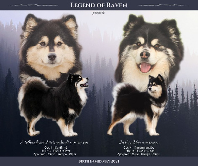 Legend Of Raven - Chien finnois de Laponie - Portée née le 15/05/2021