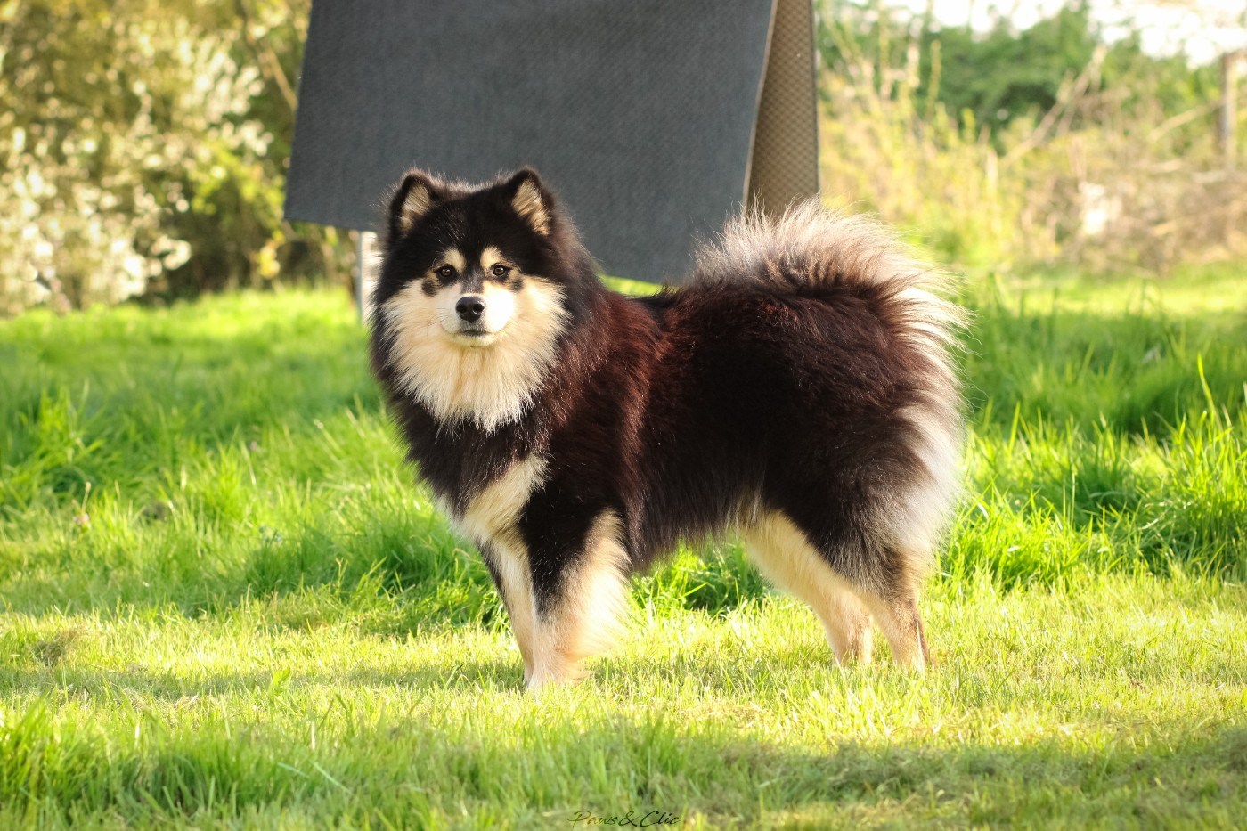 Vogue Merry Zoro Legend Of Raven