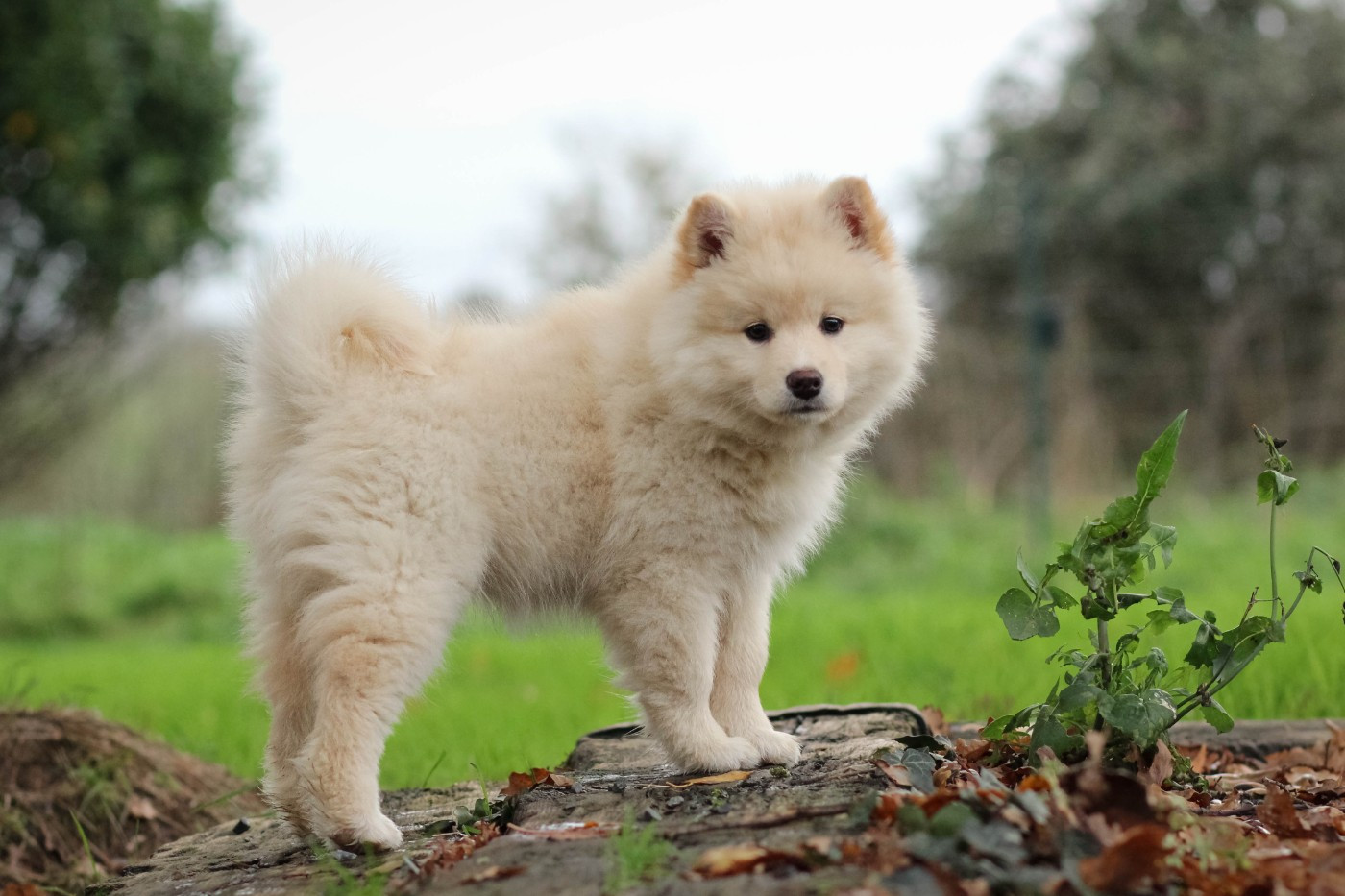 Avatar Korra Legend Of Raven