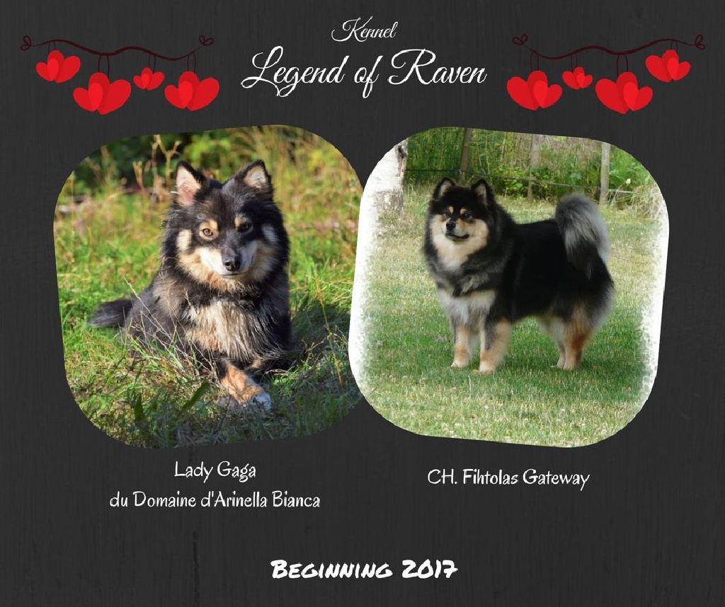 Legend Of Raven - Premier mariage de l'élevage !