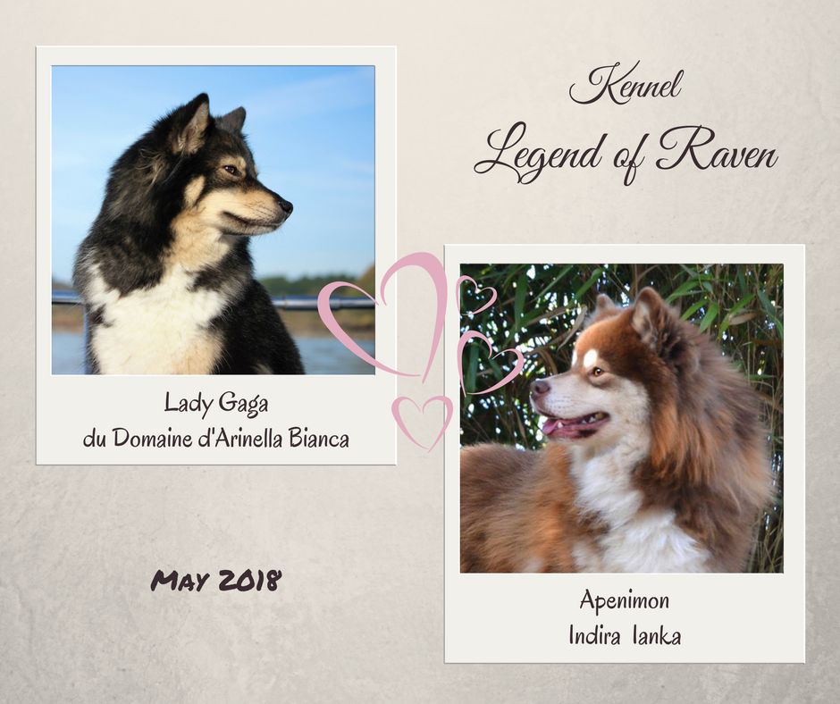 Legend Of Raven - Chien finnois de Laponie - Portée née le 14/05/2018