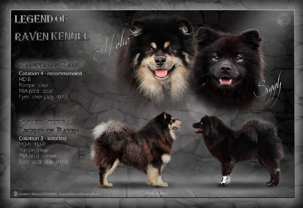 Chiot Chien finnois de Laponie Legend Of Raven