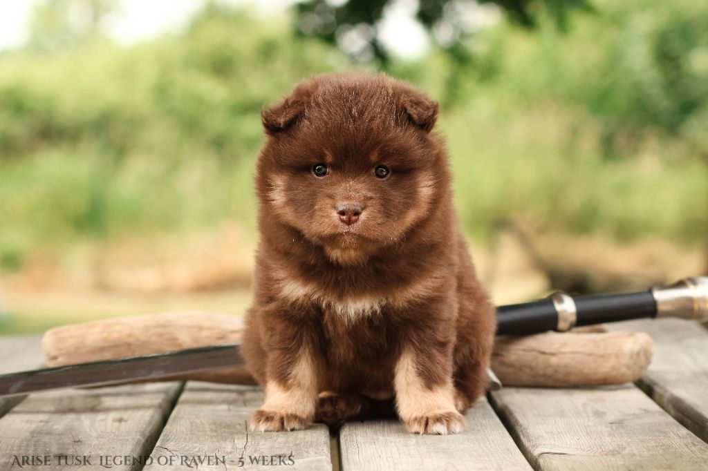 Legend Of Raven - Chiots disponibles - Chien finnois de Laponie