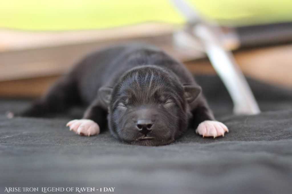 Legend Of Raven - Chiots disponibles - Chien finnois de Laponie
