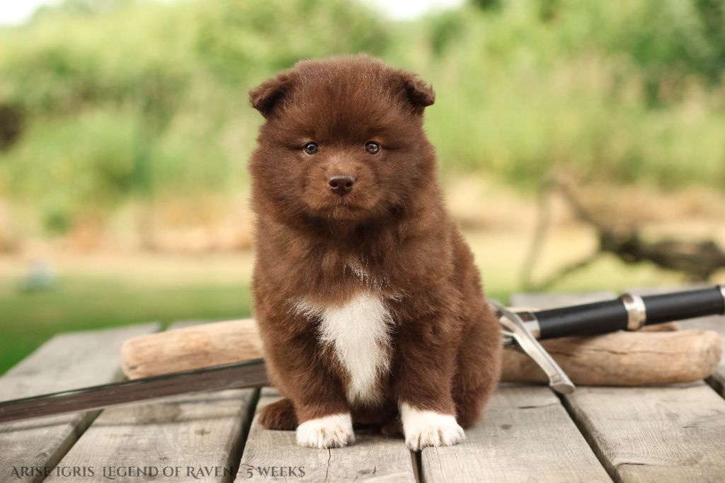 Legend Of Raven - Chiots disponibles - Chien finnois de Laponie