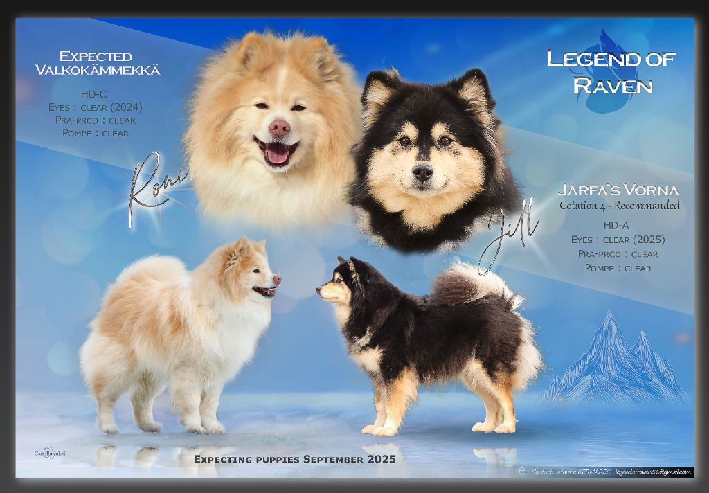 Chiot Chien finnois de Laponie Legend Of Raven