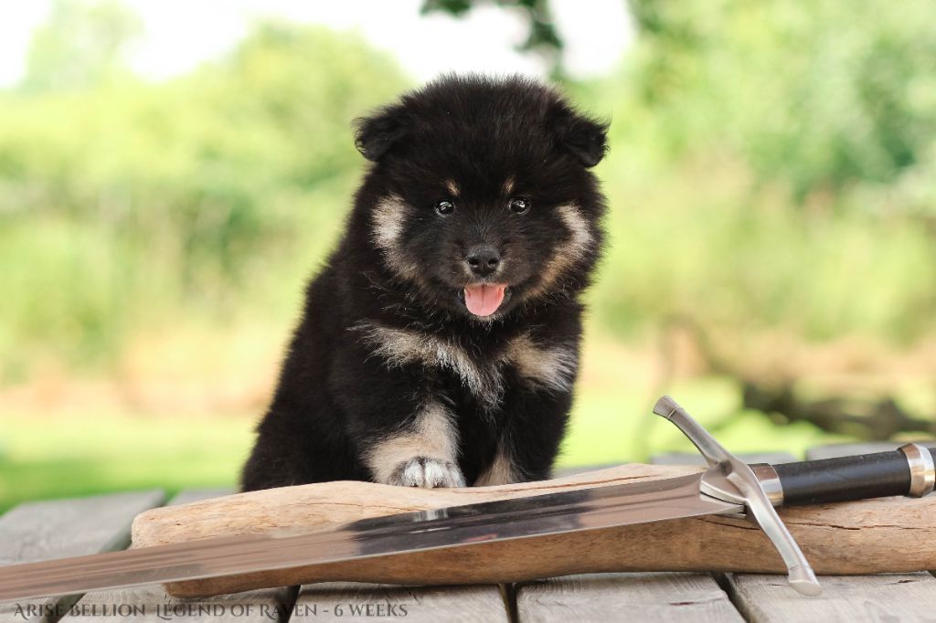 Legend Of Raven - Chiots disponibles - Chien finnois de Laponie