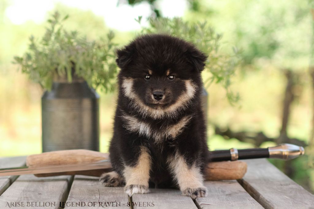 Legend Of Raven - Chiots disponibles - Chien finnois de Laponie
