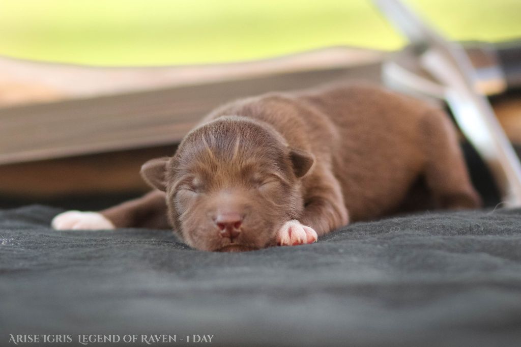 Legend Of Raven - Chiots disponibles - Chien finnois de Laponie