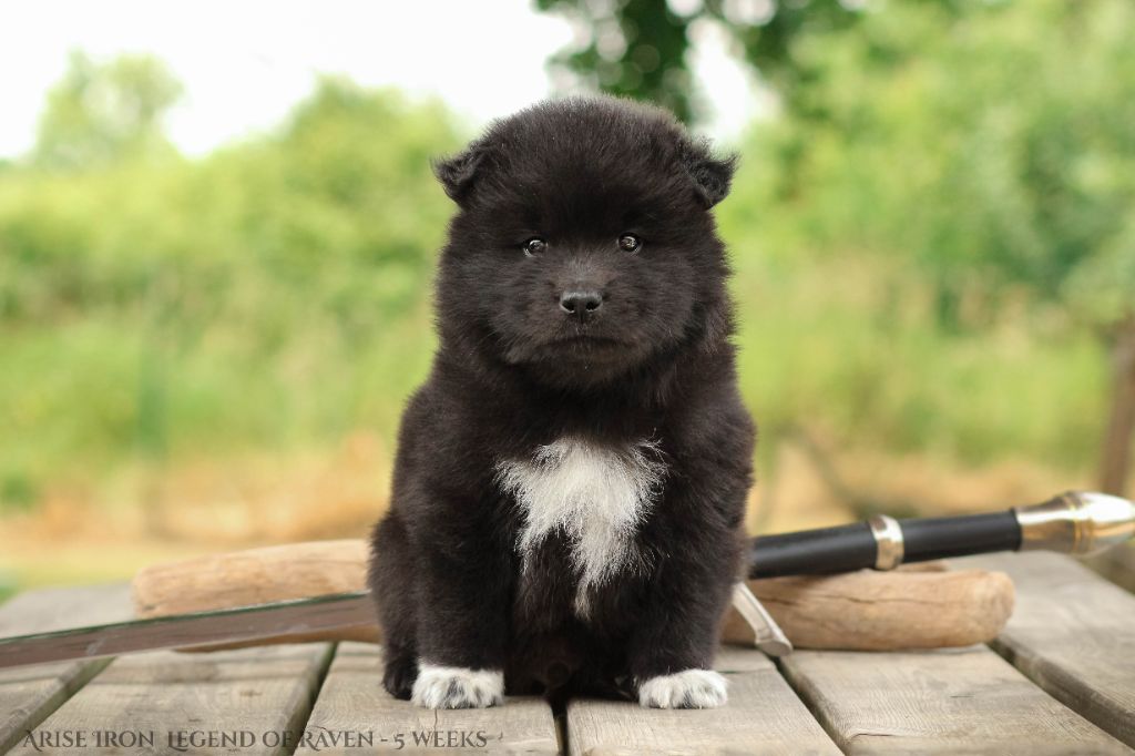 Legend Of Raven - Chiots disponibles - Chien finnois de Laponie