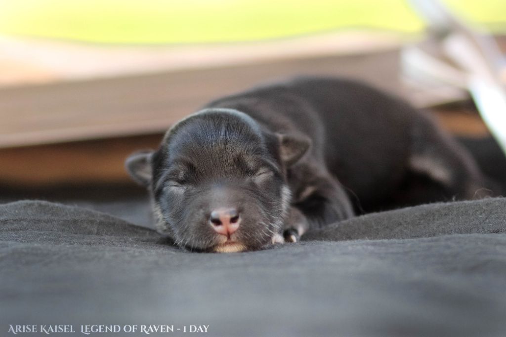 Legend Of Raven - Chiots disponibles - Chien finnois de Laponie