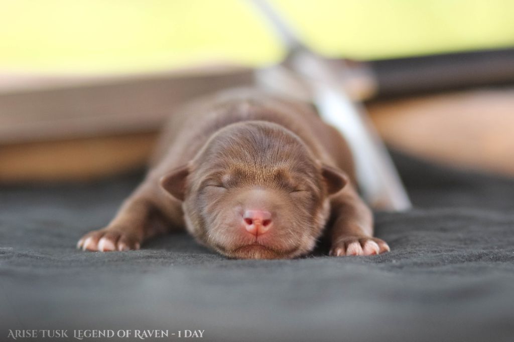 Legend Of Raven - Chiots disponibles - Chien finnois de Laponie