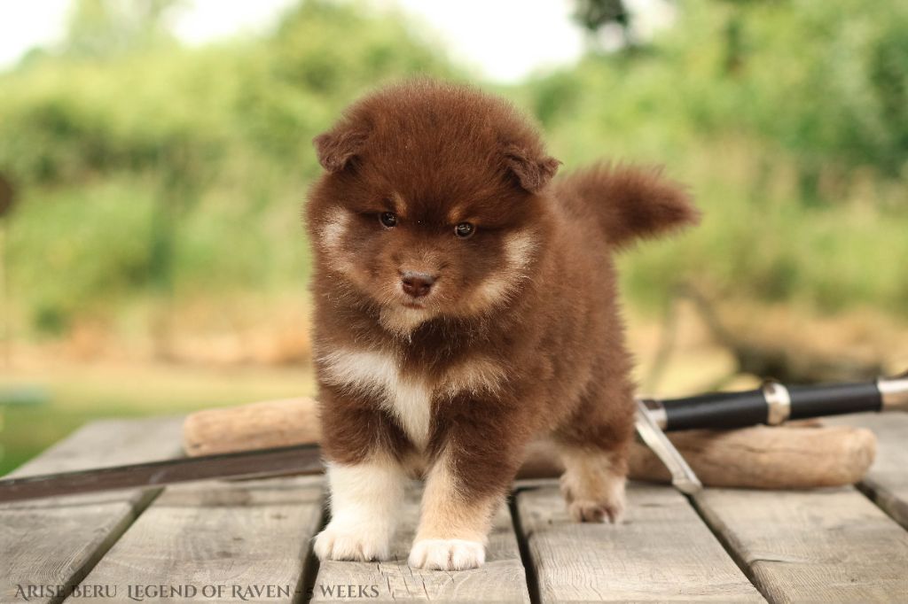 Legend Of Raven - Chiots disponibles - Chien finnois de Laponie