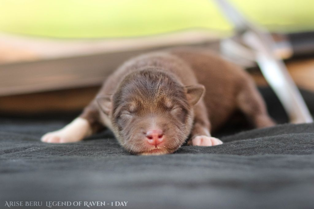 Legend Of Raven - Chiots disponibles - Chien finnois de Laponie