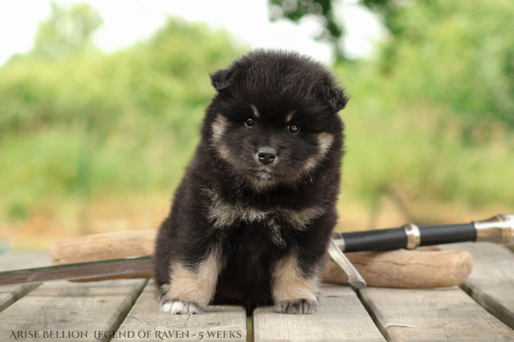 Legend Of Raven - Chiots disponibles - Chien finnois de Laponie